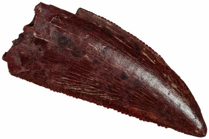 Serrated, Raptor Tooth - Real Dinosaur Tooth #296712